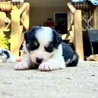 Zoey, a female Australian Shepherd for sale in Ellsinore, MO – Photo 7 of 9