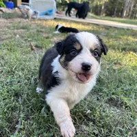Zoey, a female Australian Shepherd for sale in Ellsinore, MO – Photo 9 of 9