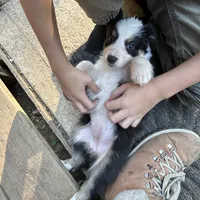Zoey, a female Australian Shepherd for sale in Ellsinore, MO – Photo 6 of 9