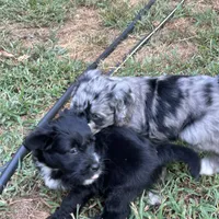 Arora, a female Aussiedoodle for sale in Ellsinore, MO – Photo 7 of 9