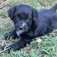 Arora, a female Aussiedoodle for sale in Ellsinore, MO – Photo 5 of 9