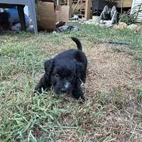 Arora, a female Aussiedoodle for sale in Ellsinore, MO – Photo 9 of 9