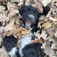 Arora, a female Aussiedoodle for sale in Ellsinore, MO – Photo 1 of 9