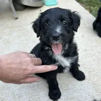 Arora, a female Aussiedoodle for sale in Ellsinore, MO – Photo 6 of 9