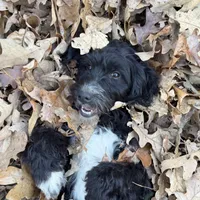 Arora, a female Aussiedoodle for sale in Ellsinore, MO – Photo 2 of 9