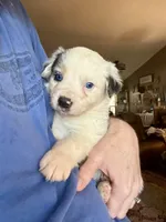 Petra, a female Australian Shepherd for sale in Ellsinore, MO – Photo 7 of 10