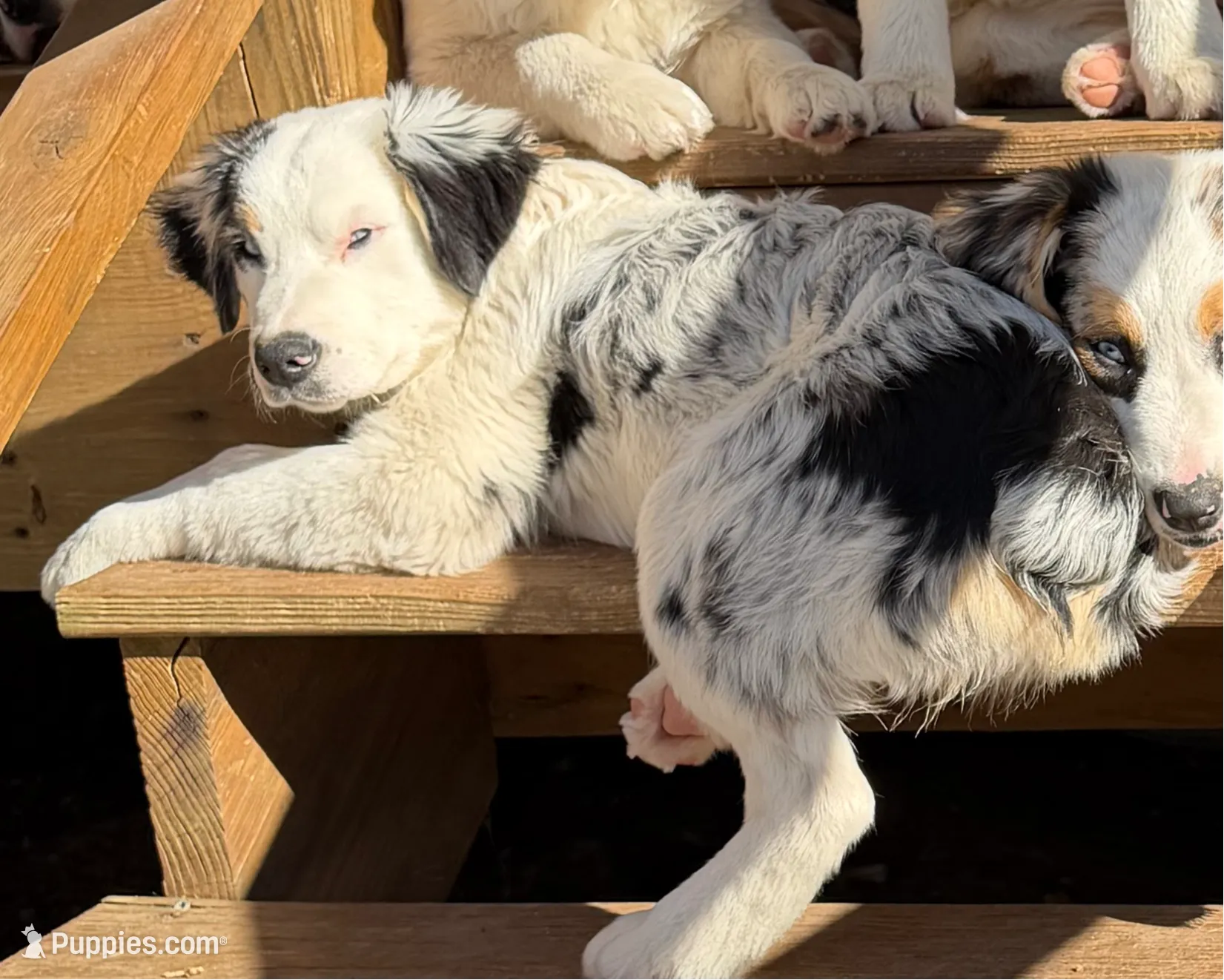 Petra, a female Australian Shepherd for sale in Ellsinore, MO – Photo 5 of 10