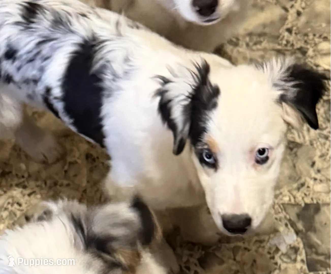 Petra, a female Australian Shepherd for sale in Ellsinore, MO – Photo 4 of 10