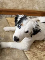Petra, a female Australian Shepherd for sale in Ellsinore, MO – Photo 1 of 10
