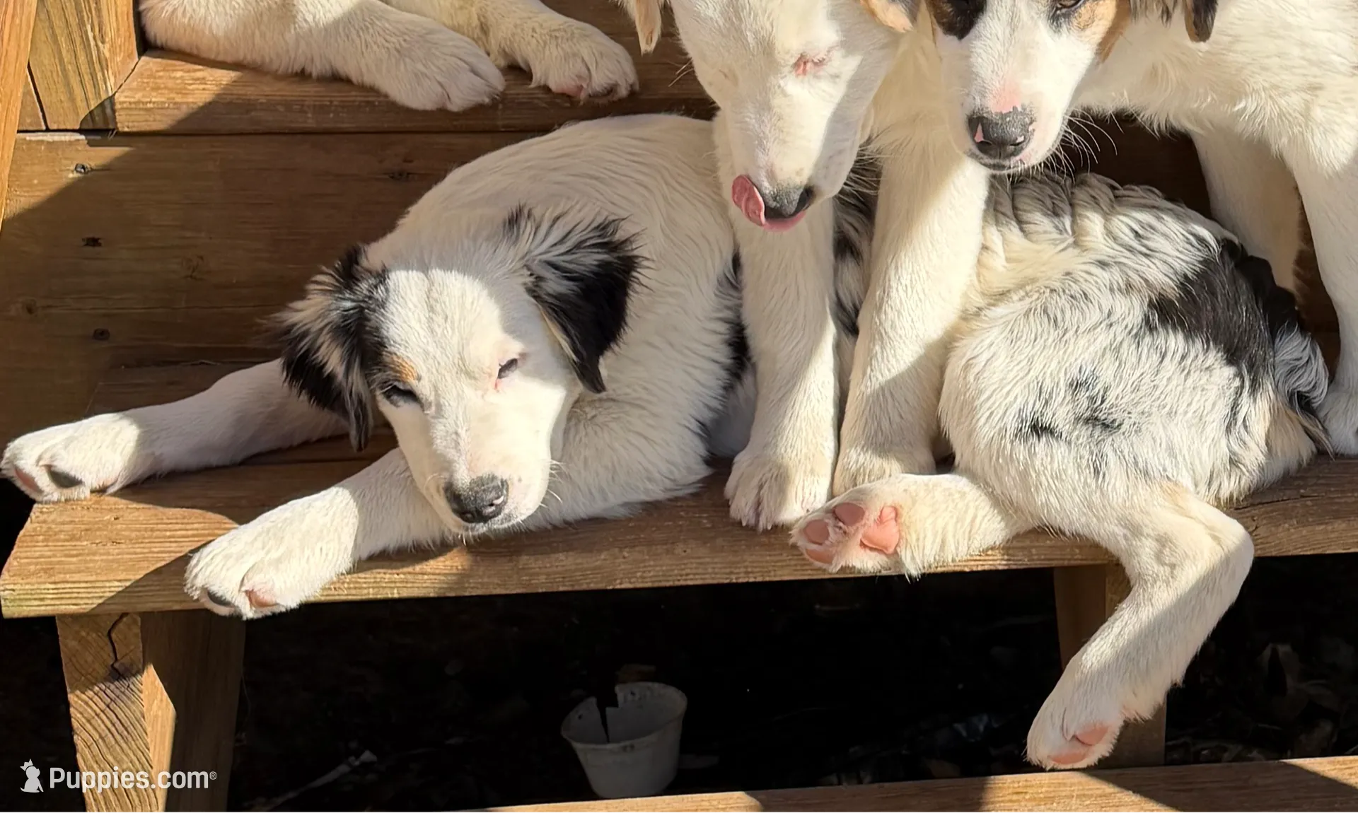 Petra, a female Australian Shepherd for sale in Ellsinore, MO – Photo 6 of 10