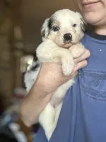 Petra, a female Australian Shepherd for sale in Ellsinore, MO – Photo 8 of 10