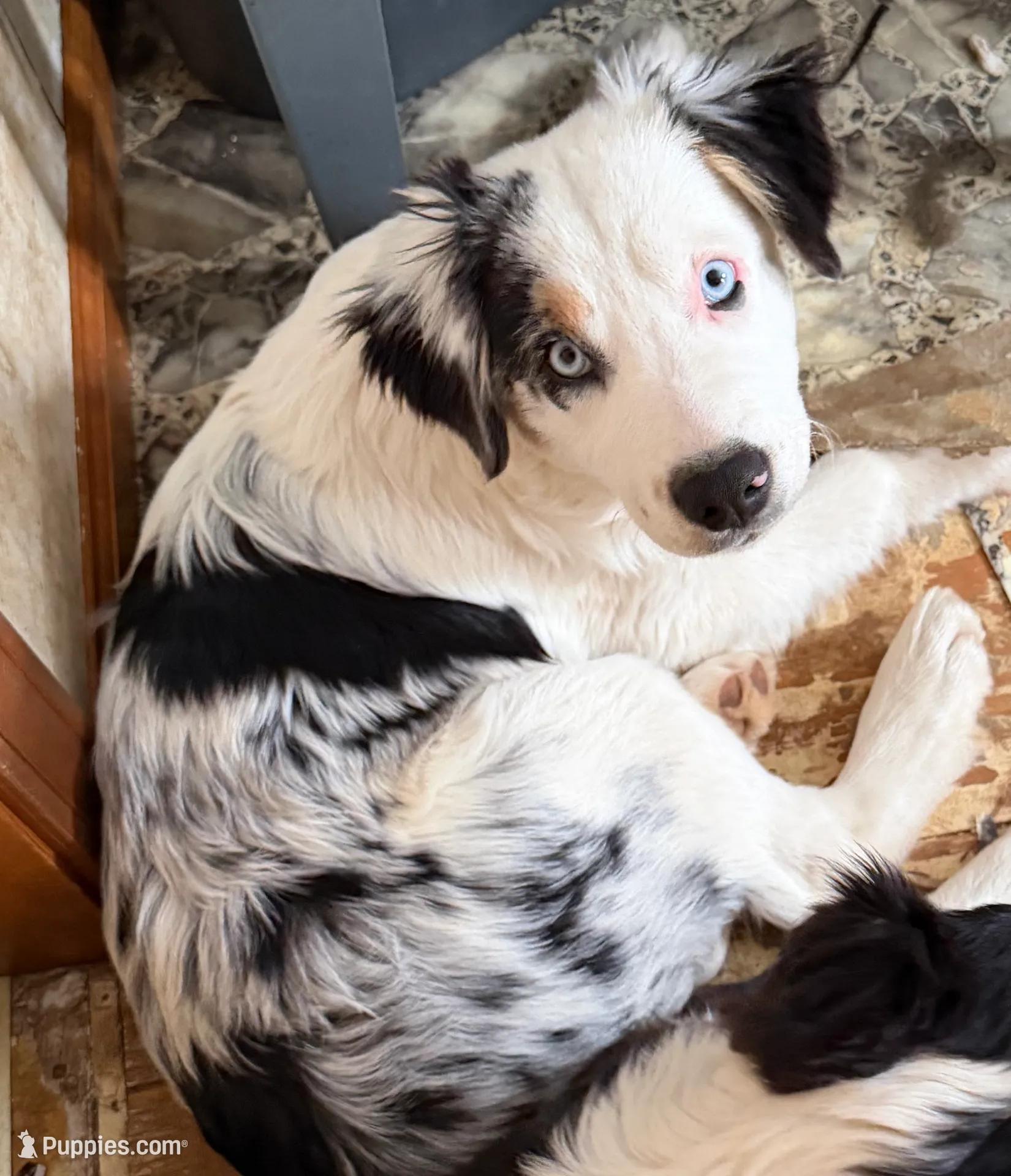 Petra, a female Australian Shepherd for sale in Ellsinore, MO – Photo 3 of 10