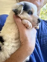 Petra, a female Australian Shepherd for sale in Ellsinore, MO – Photo 9 of 10