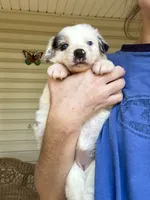 Petra, a female Australian Shepherd for sale in Ellsinore, MO – Photo 10 of 10