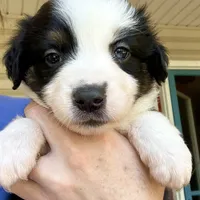 Mia, a female Australian Shepherd for sale in Ellsinore, MO – Photo 9 of 9
