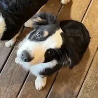 Mia, a female Australian Shepherd for sale in Ellsinore, MO – Photo 5 of 9