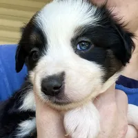Mia, a female Australian Shepherd for sale in Ellsinore, MO – Photo 6 of 9