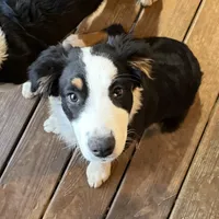 Mia, a female Australian Shepherd for sale in Ellsinore, MO – Photo 1 of 9