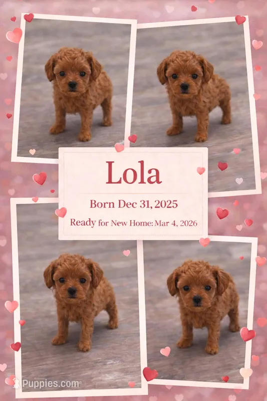 Lola