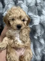 Ginger , a female Poodle - Toy  for sale in Hephzibah, GA – Photo 2 of 7