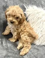 Ginger , a female Poodle - Toy  for sale in Hephzibah, GA – Photo 6 of 7