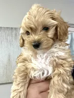 Ginger , a female Poodle - Toy  for sale in Hephzibah, GA – Photo 5 of 7