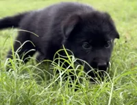 Purple Collar Female , a female German Shepherd Dog for sale in Gainesville, TX – 2 of 5