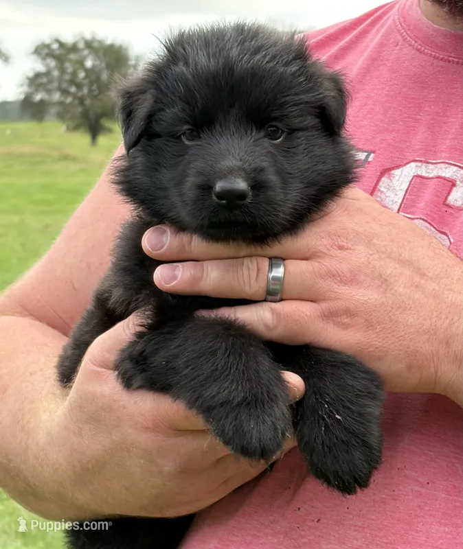 Yellow Collar Female  – German Shepherd Dog puppy for sale in Gainesville, TX