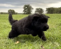 Yellow Collar Female , a female German Shepherd Dog for sale in Gainesville, TX – 2 of 7