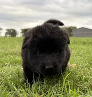 Yellow Collar Female , a female German Shepherd Dog for sale in Gainesville, TX – 3 of 7