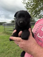 Purple Collar Female , a female German Shepherd Dog for sale in Gainesville, TX – 3 of 5