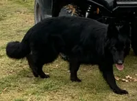 Yellow Collar Female , a female German Shepherd Dog for sale in Gainesville, TX – 6 of 7