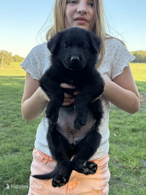 Purple Collar Female  – German Shepherd Dog puppy for sale in Gainesville, TX