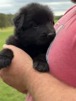 Pink Collar Female , a female German Shepherd Dog for sale in Gainesville, TX – 5 of 8