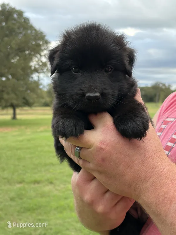 Pink Collar Female  – German Shepherd Dog puppy for sale in Gainesville, TX