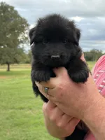 Pink Collar Female , a female German Shepherd Dog for sale in Gainesville, TX – 1 of 8
