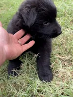 Yellow Collar Female , a female German Shepherd Dog for sale in Gainesville, TX – 4 of 7