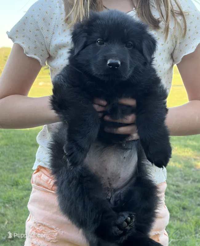 Pink Collar Female  – German Shepherd Dog puppy for sale in Gainesville, TX