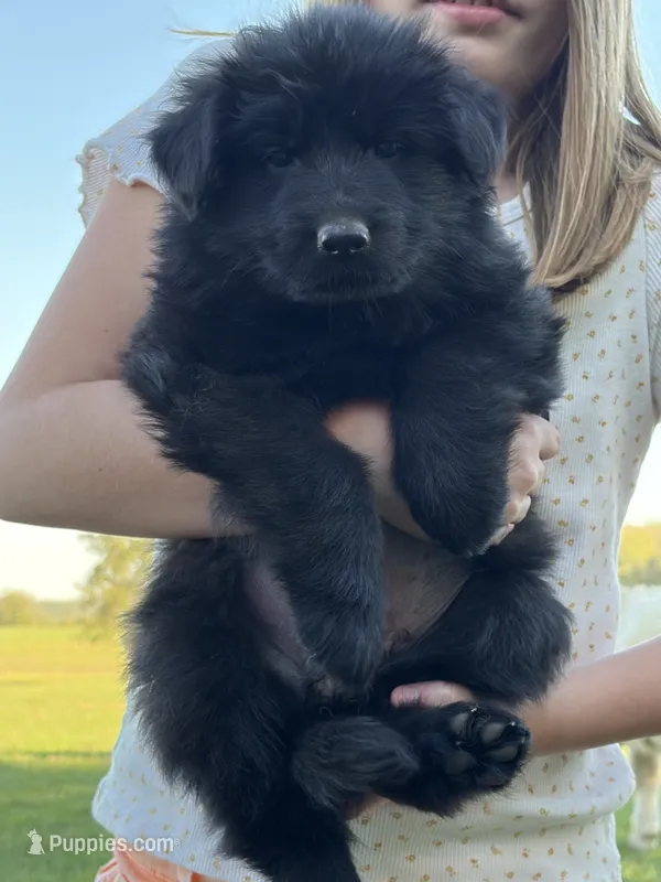 Yellow Collar Female  – German Shepherd Dog puppy for sale in Gainesville, TX