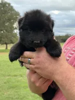 Pink Collar Female , a female German Shepherd Dog for sale in Gainesville, TX – 3 of 8