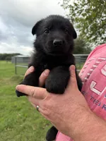 Purple Collar Female , a female German Shepherd Dog for sale in Gainesville, TX – 1 of 5