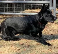 Yellow Collar Female , a female German Shepherd Dog for sale in Gainesville, TX – 7 of 7