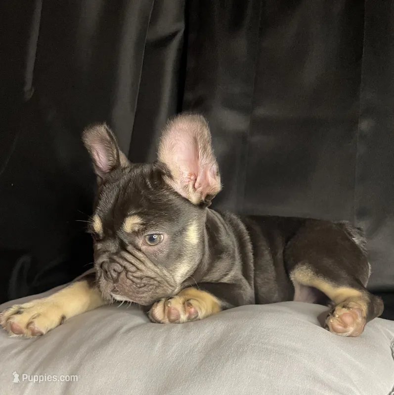 Woody – French Bulldog puppy for sale in Homestead, FL