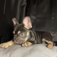 Woody, a male French Bulldog for sale in Homestead, FL – 1 of 8
