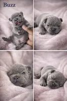 Buzz, a male French Bulldog for sale in Homestead, FL – 5 of 7