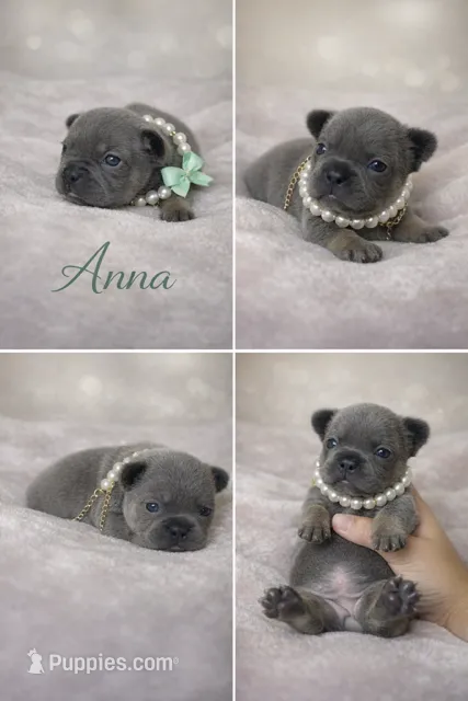Anna  – French Bulldog puppy for sale in Homestead, FL