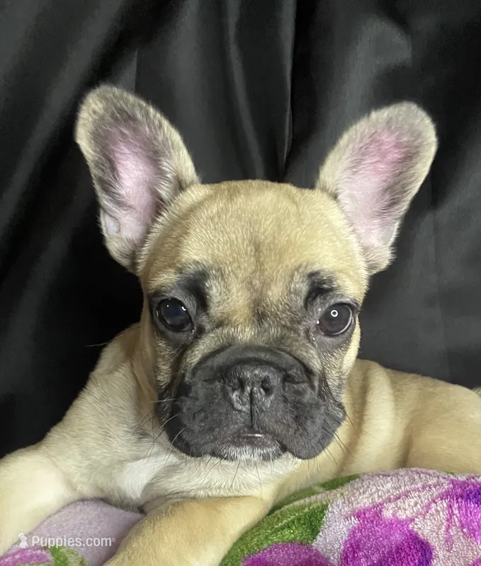 Minnie  – French Bulldog puppy for sale in Homestead, FL