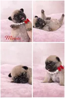 Minnie , a female French Bulldog for sale in Homestead, FL – 7 of 7
