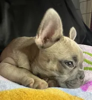 Elsa, a female French Bulldog for sale in Homestead, FL – 3 of 6