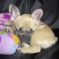Minnie , a female French Bulldog for sale in Homestead, FL – 2 of 6